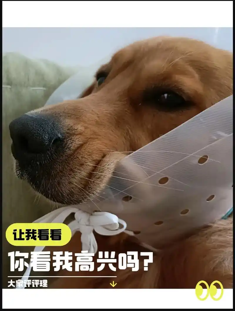 满脸高兴.今天早晨带狗子出去玩,草丛都是露水,回家决定洗个澡 - 抖音