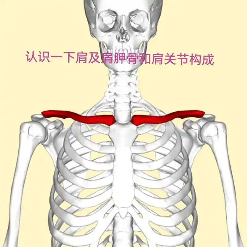 上缘 喙突 健康击经验 滑膜层 小圆肌 认识一下肩及肩胛骨和 - 抖音
