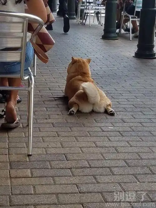 狗狗这销魂的姿势哟