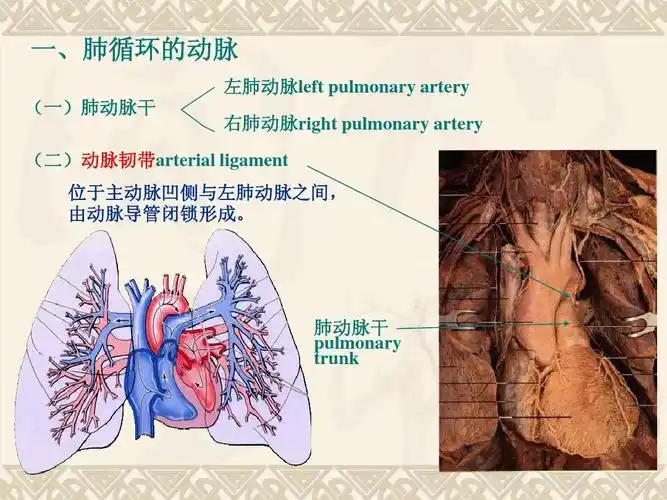 2动脉(artery)ppt
