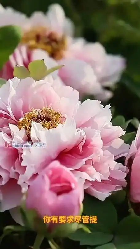 #菏检播报##菏泽文旅掏出家底放大招了##你只管来菏泽赏牡丹剩下的交