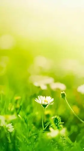 听说三月份是绿色的一个月,有什么好看的绿色系壁纸或头像分享一下吗?