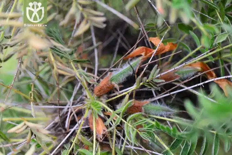 鬼箭锦鸡儿(caragana jubata) (3).jpg 相邻时间拍摄的照片      张