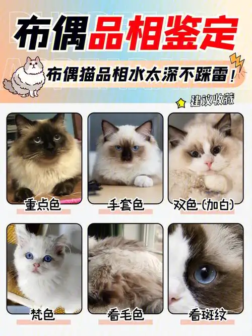 93布偶猫品相水太深不踩雷75布偶品相鉴定
