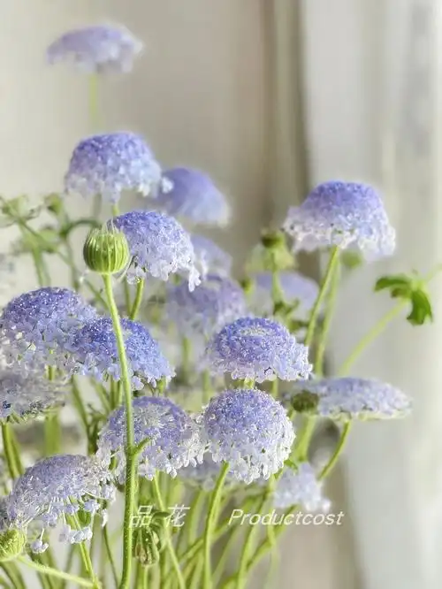 花姿姿优雅翠珠鲜花粉色精饰花朵蓝色清新家养鲜花速递(同城)