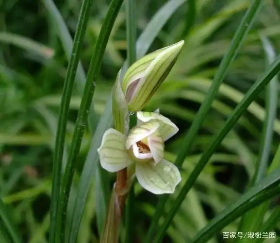 兰花娱乐欣赏,莲瓣兰赵氏梅,世纪九十年代云南大理点苍山发现