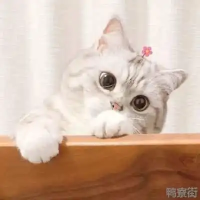 可爱猫咪微信头像可爱猫咪微信头像图片