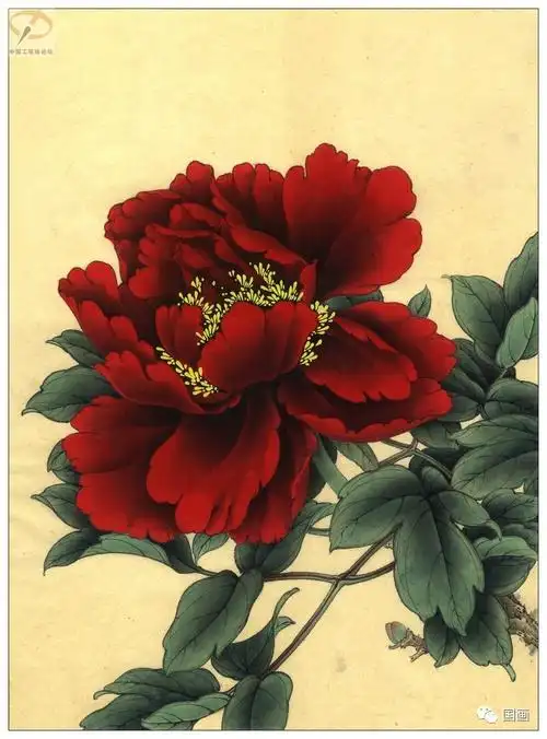 终于找到了,李晓明16种牡丹的工笔画绘制步骤!