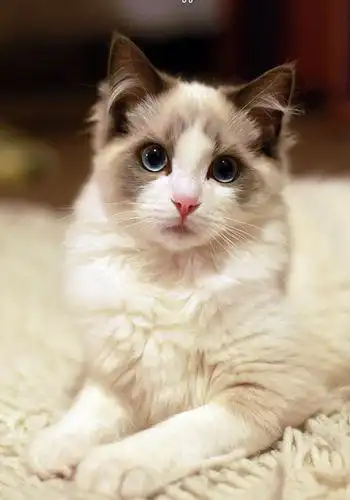 史上最美布偶猫muffie王子(国籍新西兰)