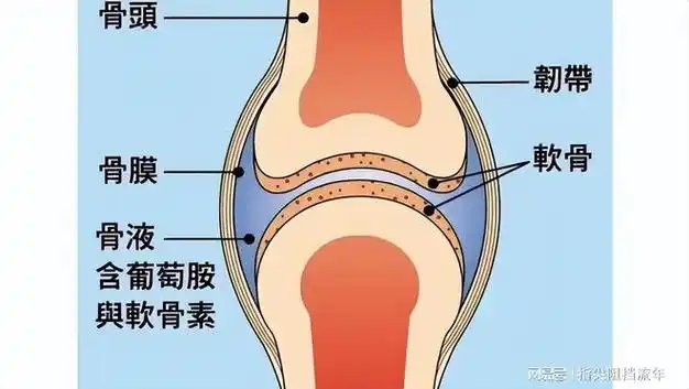 人体共有206块骨头,中国人却普遍只有204块,另外两块去了哪里?