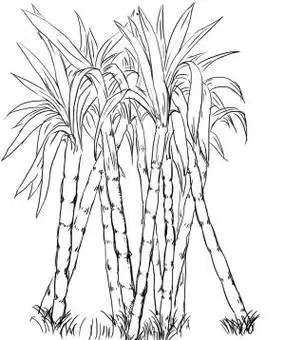 甘蔗师简笔画