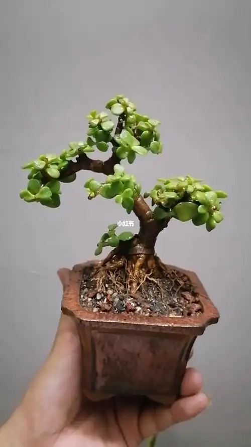 掌上盆景金枝玉叶造型提根盆景微盆景