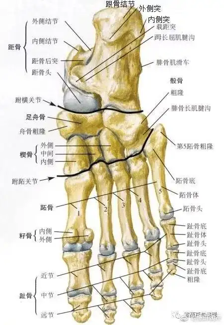 距骨前面的突起,靠一狭窄的颈部连接距骨体,有一关节面与足舟骨相关节