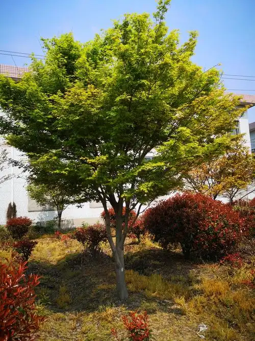 精品全冠鸡爪槭 苗木基地自产自销