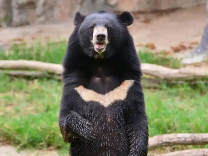 又瞎又可爱原来你是这样的黑熊