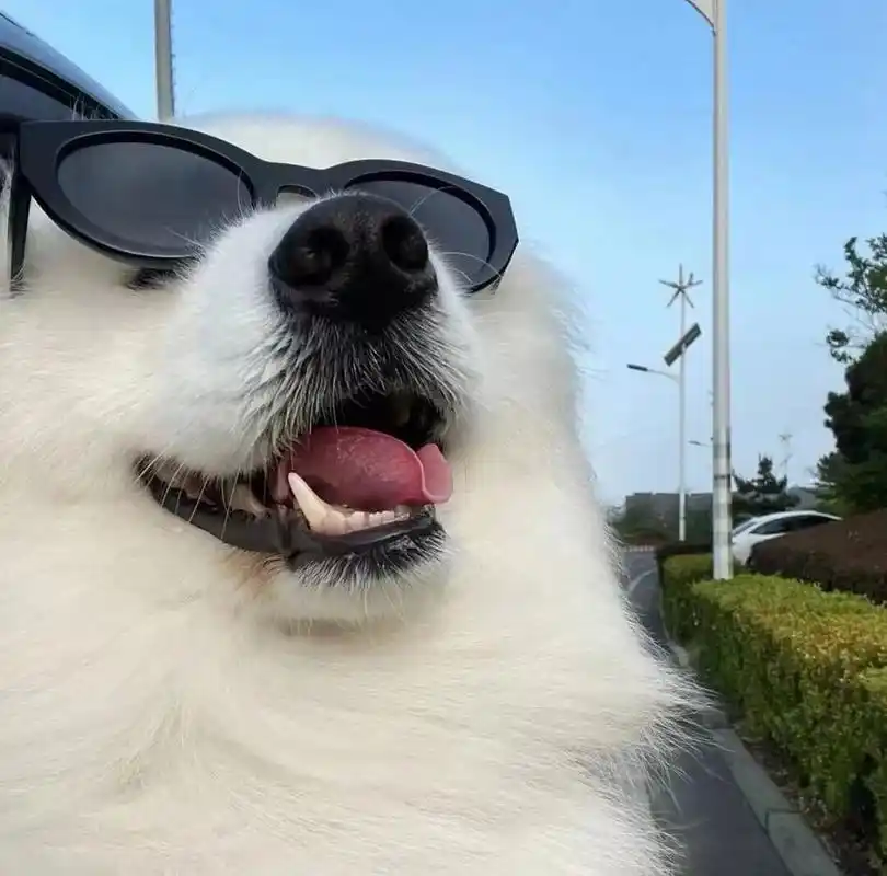 一期憨憨的动物头像啦 谁能拒绝可爱滴修勾呢