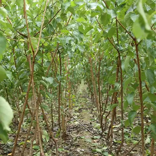 嫁接杏树苗基地 珍珠油杏树苗价格 凯特杏苗批发 红丰杏树苗穴盘