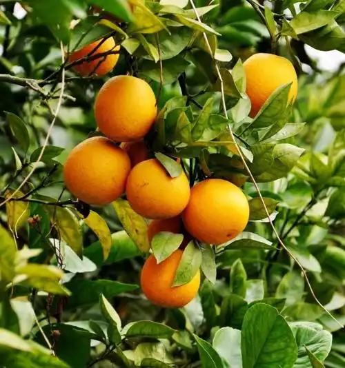 城市智慧农业展区 区域公共品牌 廉江红橙 廉江红橙,又称"红江橙",是