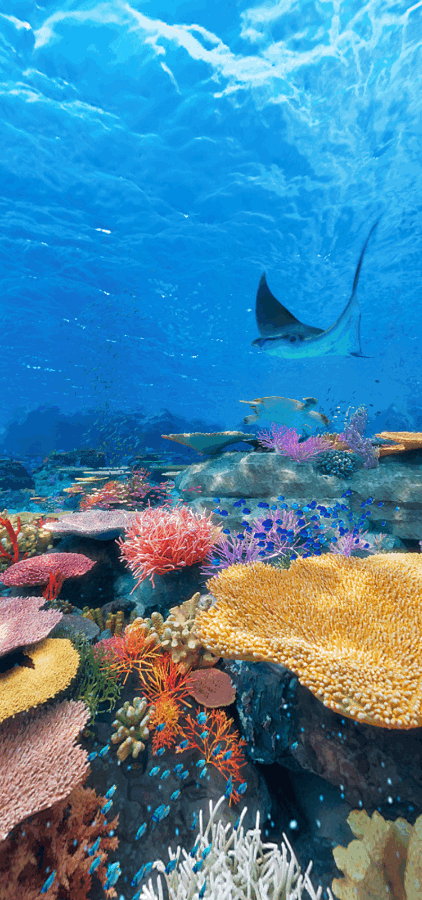 随着海洋污染逐年加剧,塑料垃圾遍布整个海洋,世界上最深的海沟也