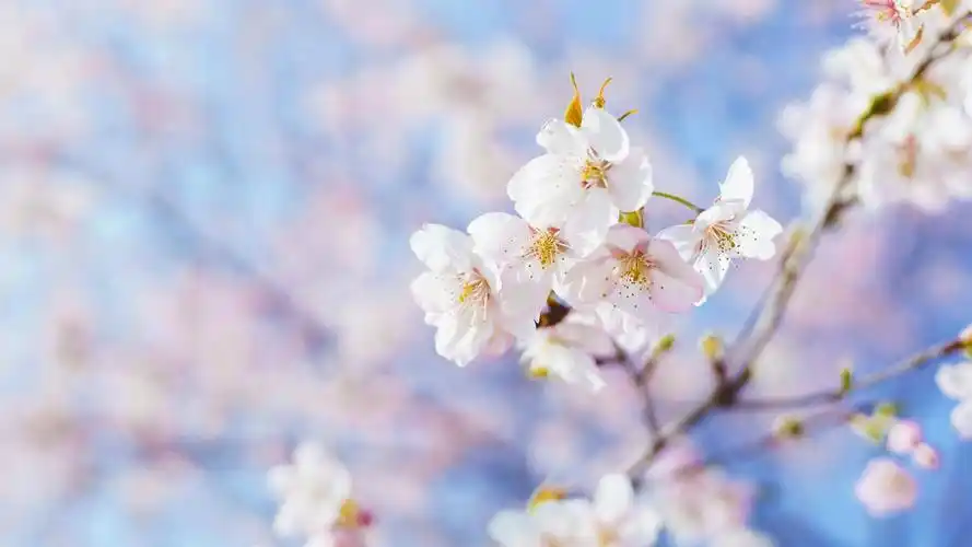 花朵,唯美,清新,治愈系,花卉,鲜花春天 醉了桃花 壁纸图片