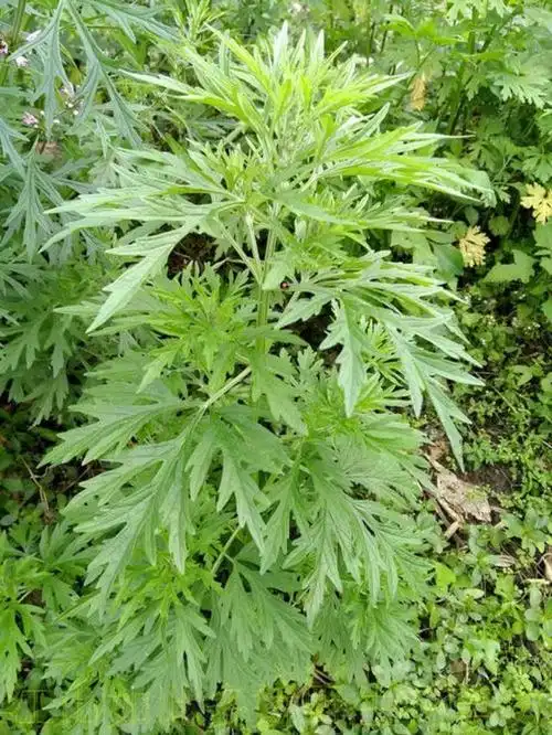 益母草是一种什么样的植物