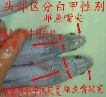 雷龙鱼分公母图片教程