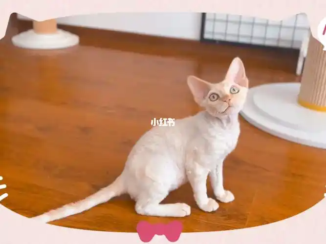 现猫凯米尔貂色虎斑