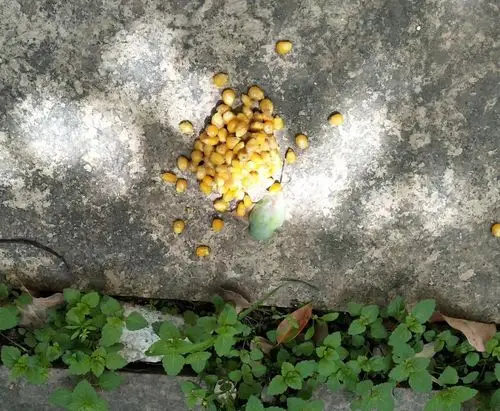 毛球记事老乐老油条