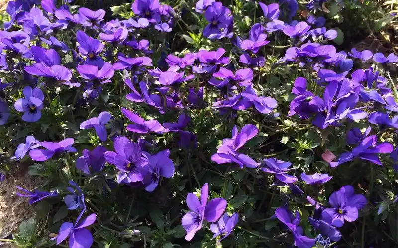 紫色清新三色堇绽放图片电脑壁纸