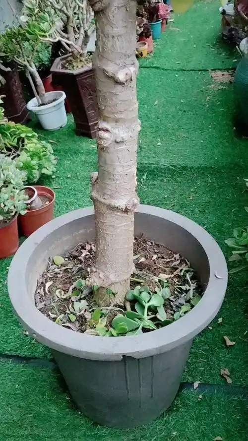 修剪高独杆老桩玉树