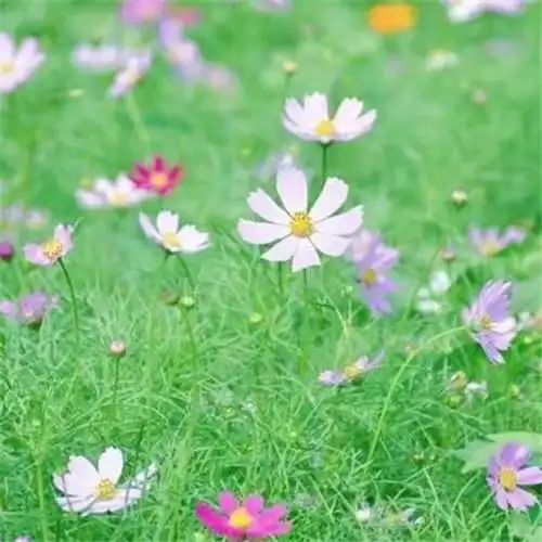 最美格桑花头像图片