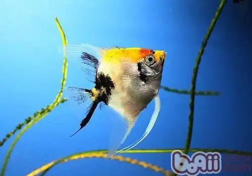 如何分辨七彩神仙鱼(七彩燕)的雌雄?