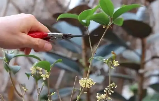 桂花能修剪吗什么时候修剪最佳