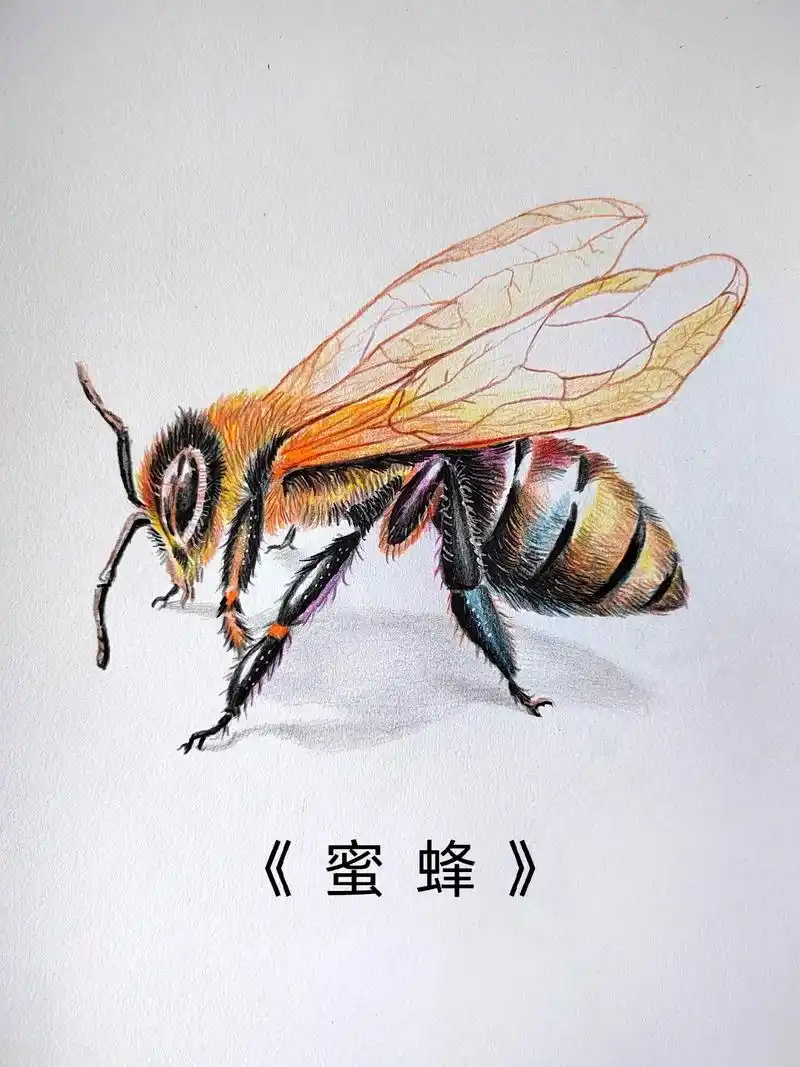 简单易学的彩铅昆虫蜜蜂画法.#画画 #少儿美术教育 #手绘  - 抖音