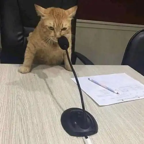 60张沙雕猫咪名场面告诉你,原谅我不厚道的笑了哈哈哈哈