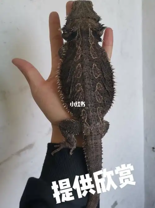 给大家欣赏一只特别纯的原色鬃狮蜥