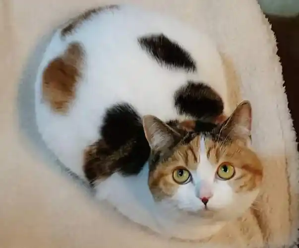 中华田园猫会发腮吗?