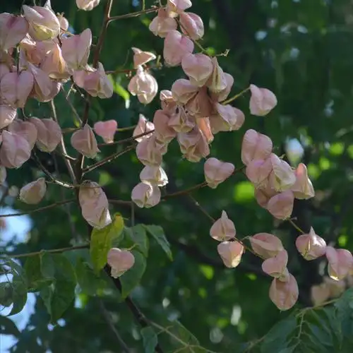 秋天的栾树摄影