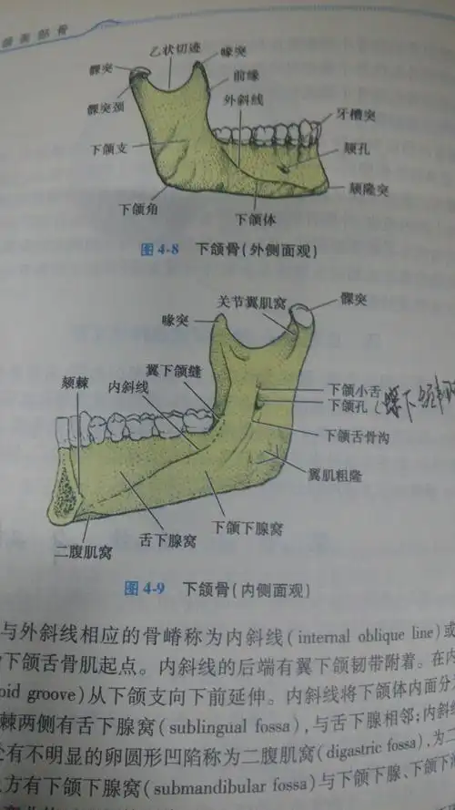 「腭,颚,颔,颌,颏」这几个字在医学上对应的部位分别是什么? - 知乎