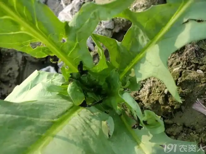 急急急寻求解答苦麦菜疑难杂症