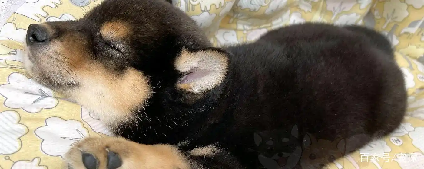 马嘉祺的柴犬为什么要叫六斤?黑柴的优点和缺点是什么?