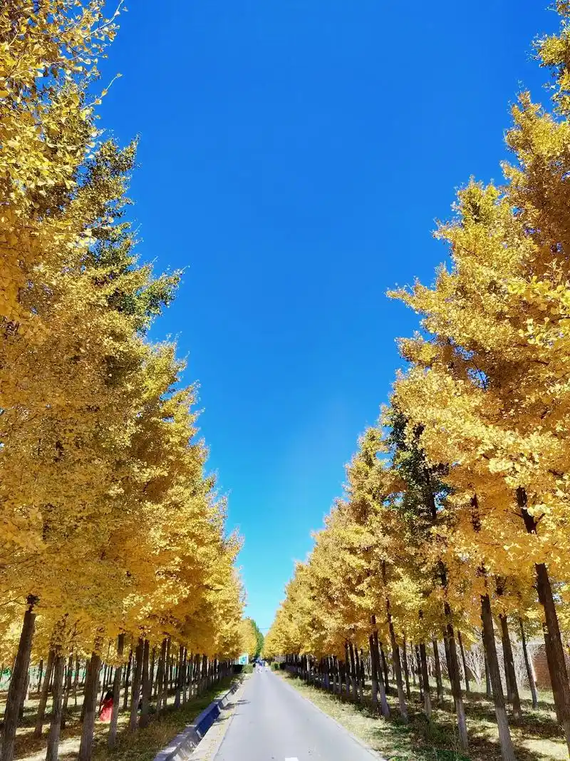 银杏叶黄,惊艳了秋天;拍几张照片,把美丽的景色收藏在心间!# - 抖音