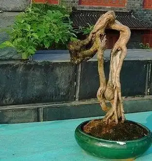 欣赏提根盆景集树根还能这么美