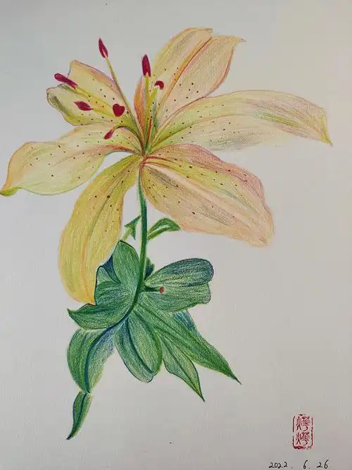 彩铅画临摹百合花