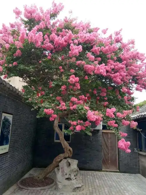 [美篇诗词大会]七绝/千年古镇沙沟紫薇树