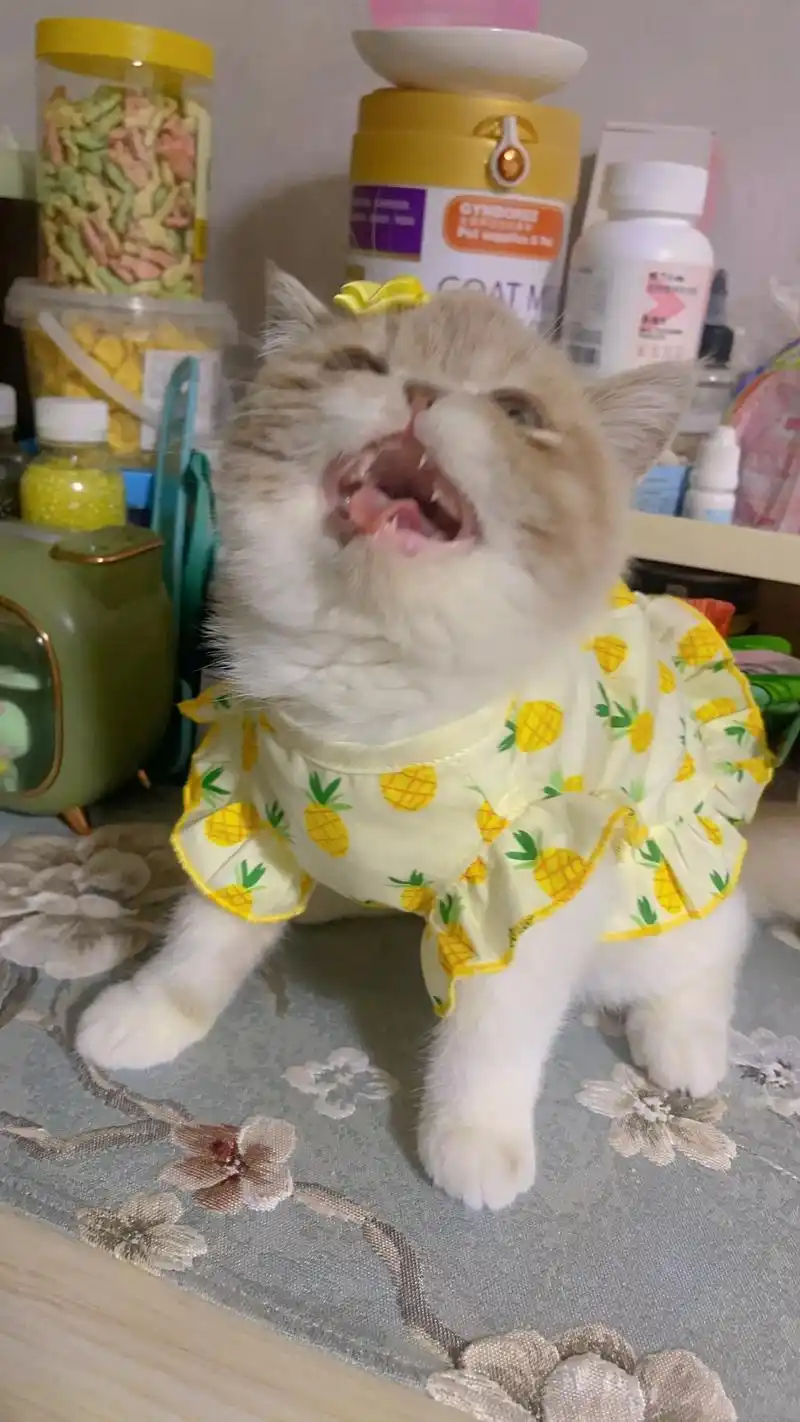 花姑娘90#我的大脸猫 #加菲猫 #小猫咪怼脸杀视频 #我镜 - 抖音