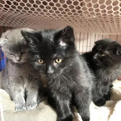 自己家养的有人要吗蓝猫已经预定了还有两只黑猫