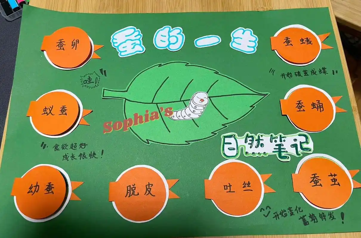 蚕宝宝的生长过程#蚕的一生 学校开展了养蚕记的活动,在活动的结尾中