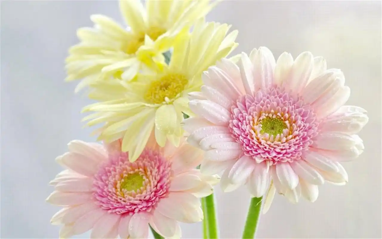 超好看的花朵植物高清电脑桌面壁纸下载