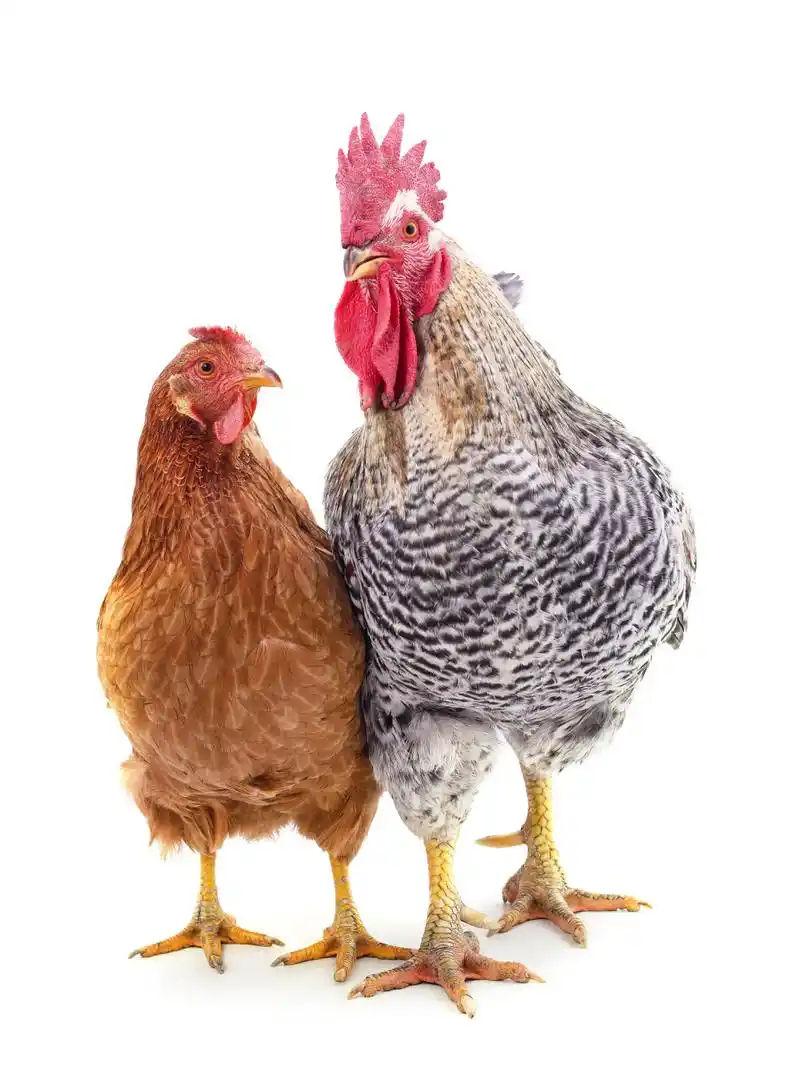 有网友认为这样的标识不妥,不尊重游客,也可能有人分不清公鸡母鸡.